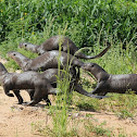 Giant-otters