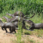 Giant-otters