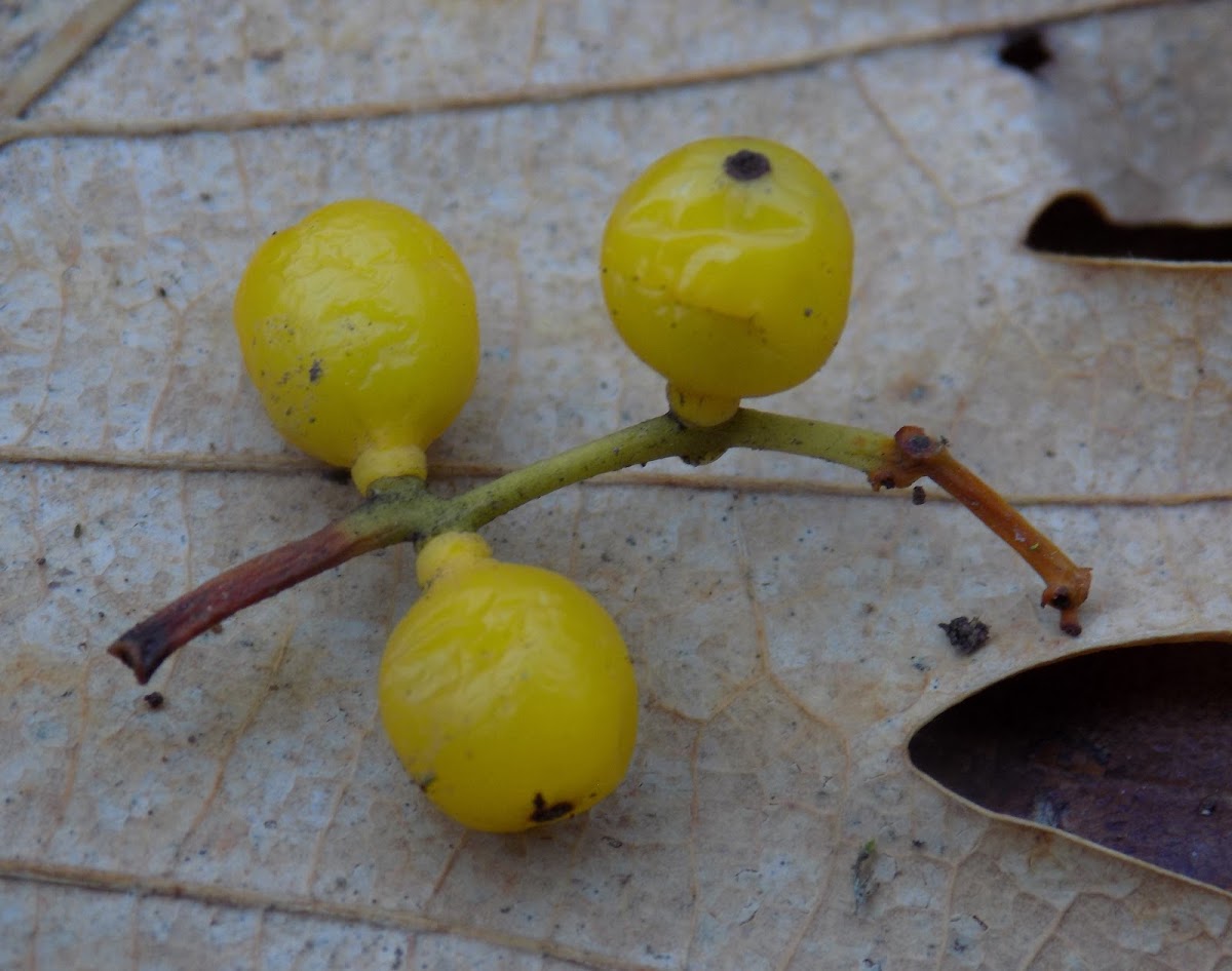 Yellow-berried Mistletoe