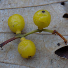 Yellow-berried Mistletoe