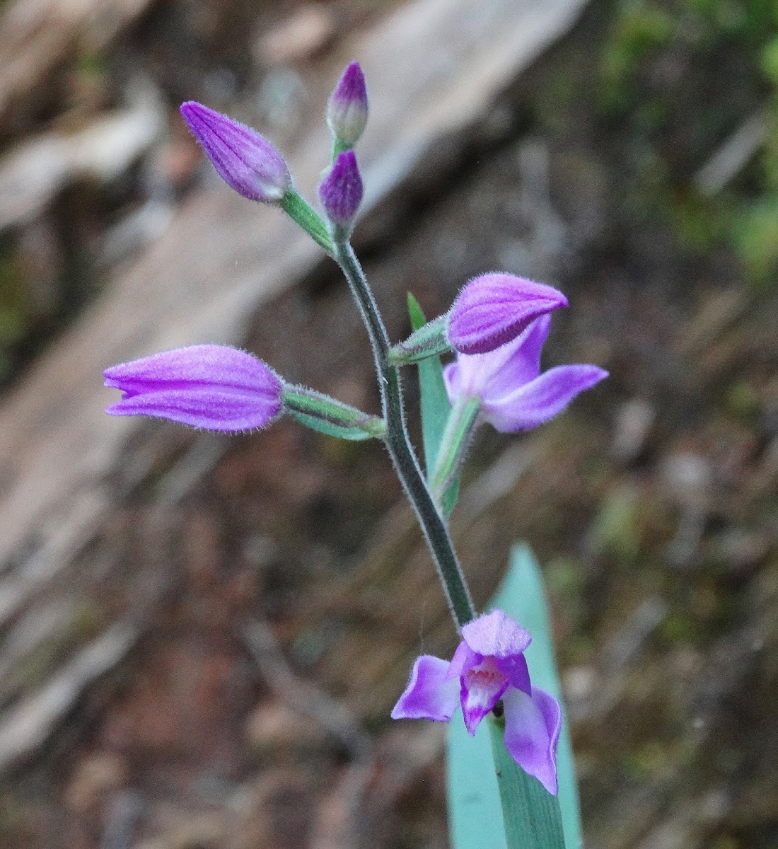 Red Helleborine