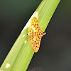 Yellow Peach Moth