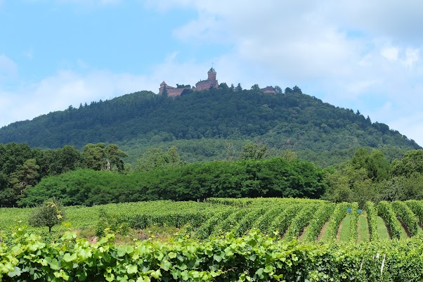 Haut Kroeninsbourg, Ribeauville, Riquewirh, Kaysersberg - VIERNES 14 DE JULIO - 15 días por la Selva Negra y la Alsacia Francesa (1)