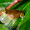 Variable bush frog