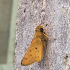 Fiery Skipper