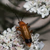 Soldier Beetle