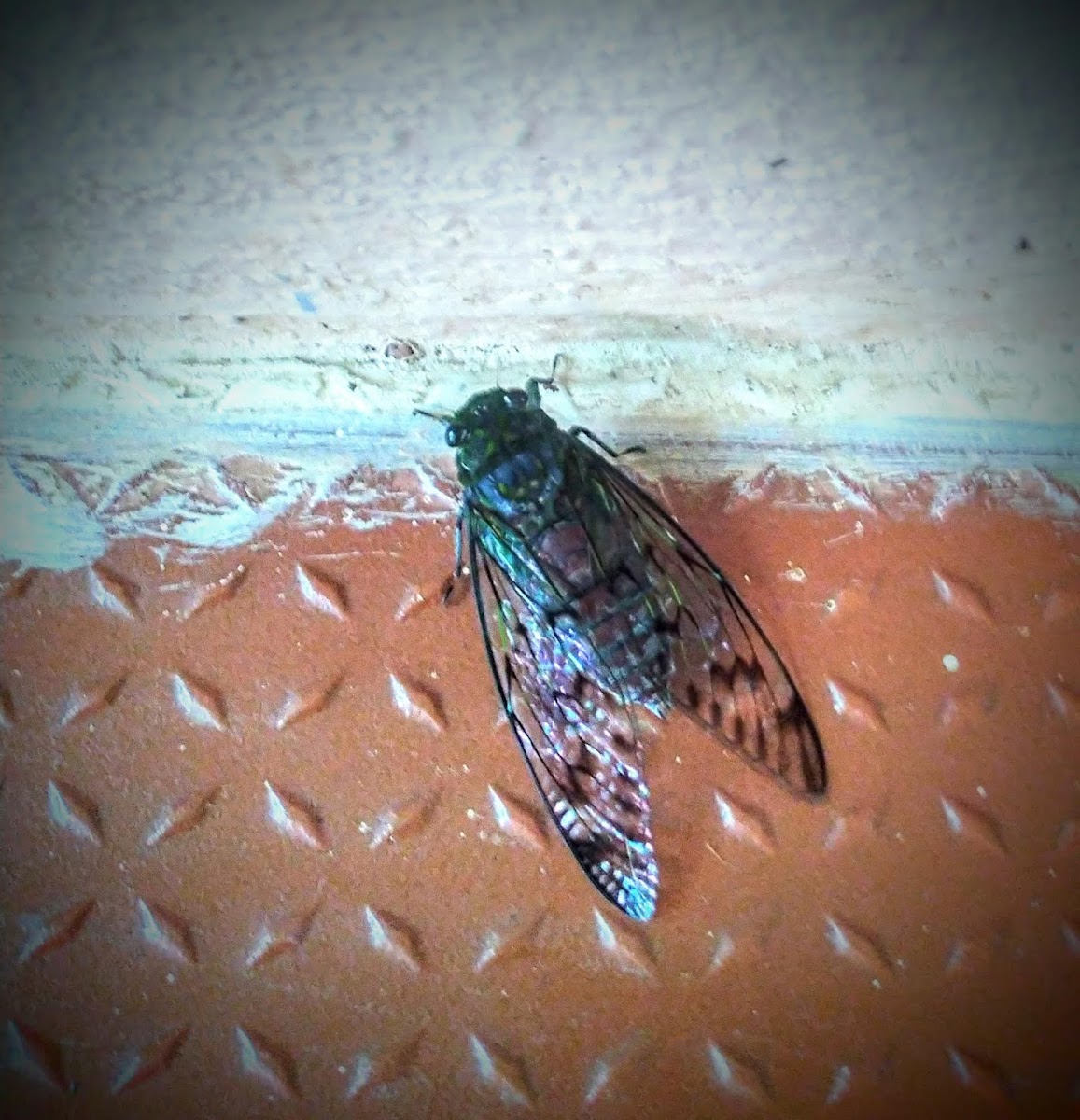 Cicada