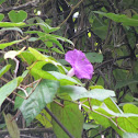 flor morada