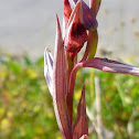 Serapias orchid