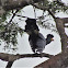 Great blue turaco