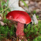 Frost's Bolete