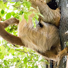 Hoffmann's Two-toed Sloth