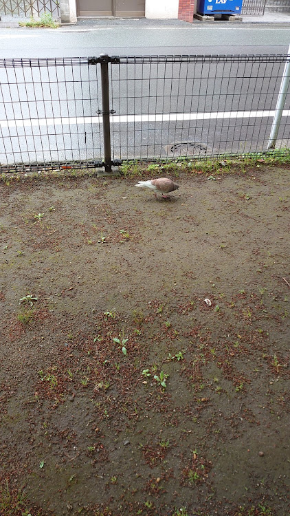 86のツツジコラボ・明日は、雨☔予報😑・車が綺麗なうちに📷に関するカスタム事例の投稿画像4枚目