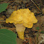 Chantarelle