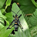 Currant clearwing