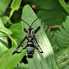 Currant clearwing