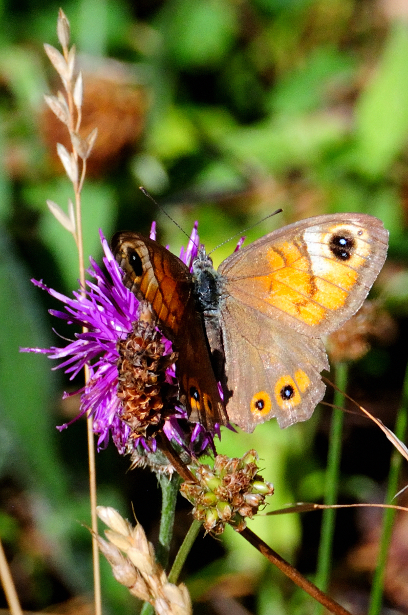 Large Wall Brown; Pedregosa