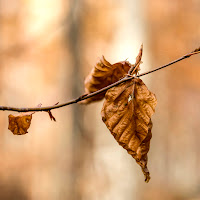 Come foglie d'autunno  di Stefy27