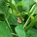 Spring Peeper