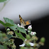 Silvery Checkerspot Butterfly