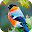 Birds Live Wallpaper (Wallpapers & Backgrounds) Download on Windows