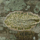 Astrothelium Lichen