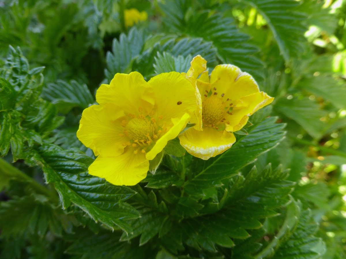 Common Silverweed