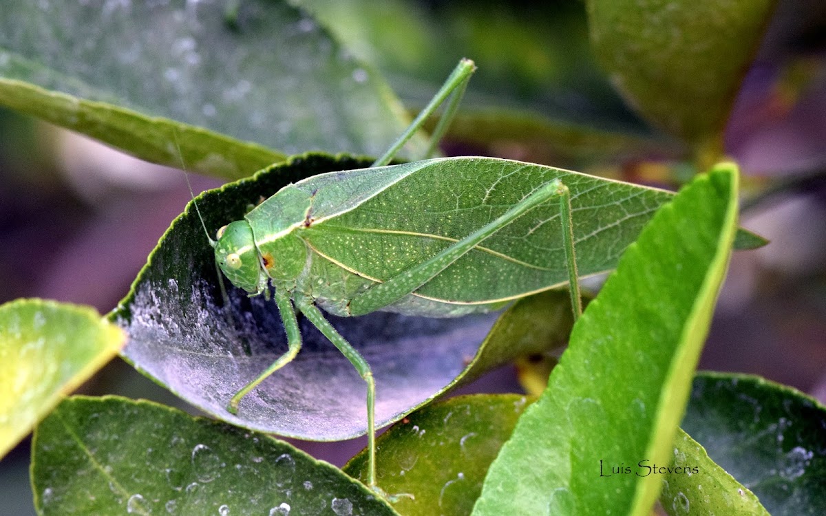 Katydid