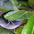 Katydid