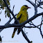 Black-naped Oriole