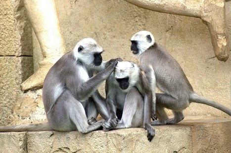 Free Monkey Photo Frames APK for PC
