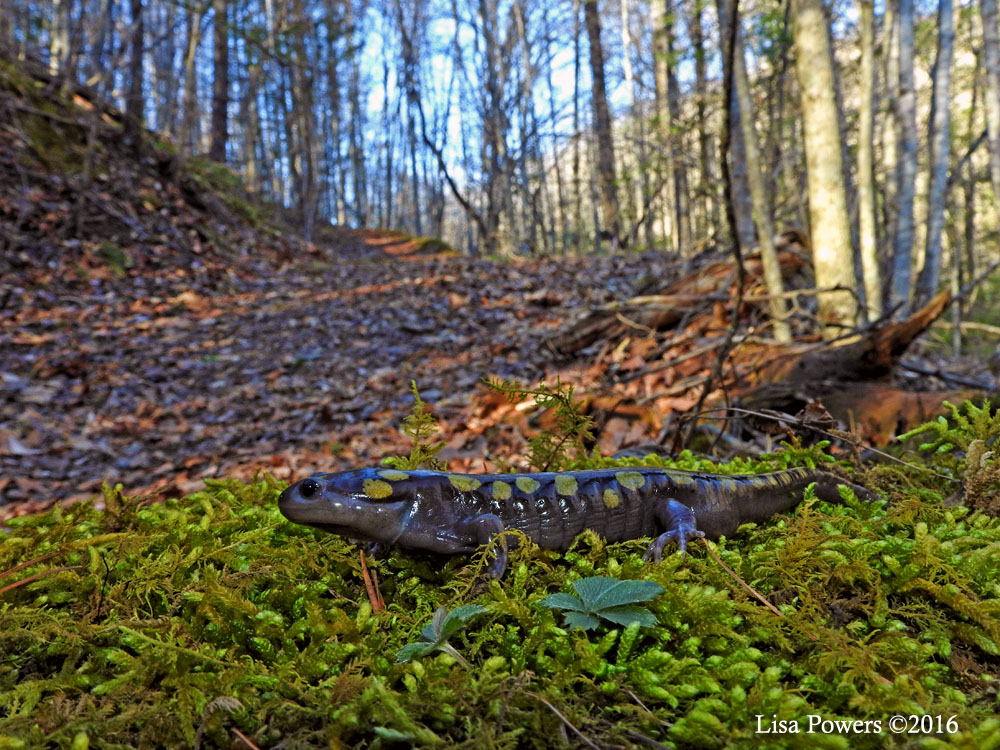 Yellow spotted salamander