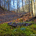 Yellow spotted salamander