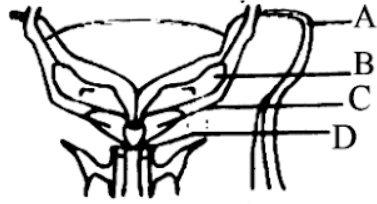 Male reproductive system