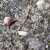 Garden snail