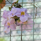 Thunbergia grandiflora 大花老鴉嘴