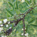 Black bean aphid