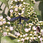 Narrow-Winged Zygaenidae