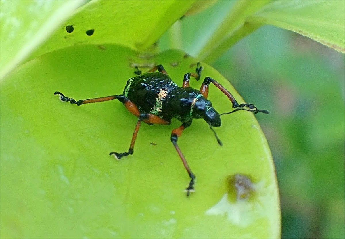 Weevil