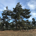 Red Pine