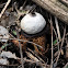 Earthstar (Mushroom)