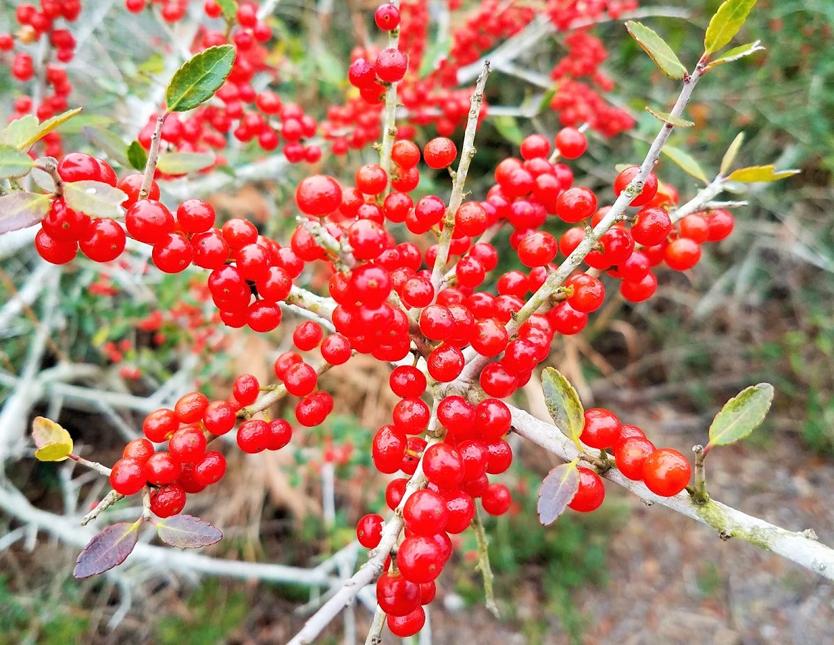 Yaupon holly