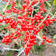 Yaupon holly