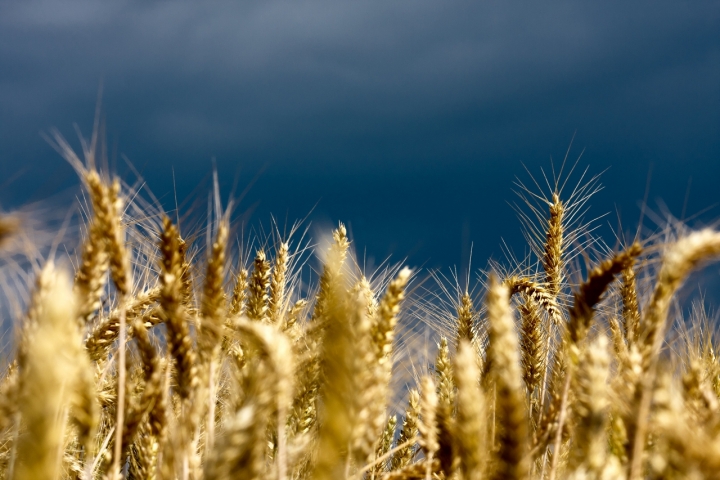 Campo di Grano di MicheleFaggian