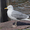 Gull