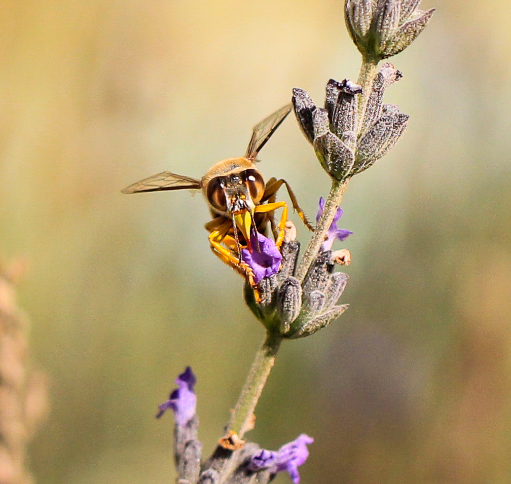 Sand Wasp