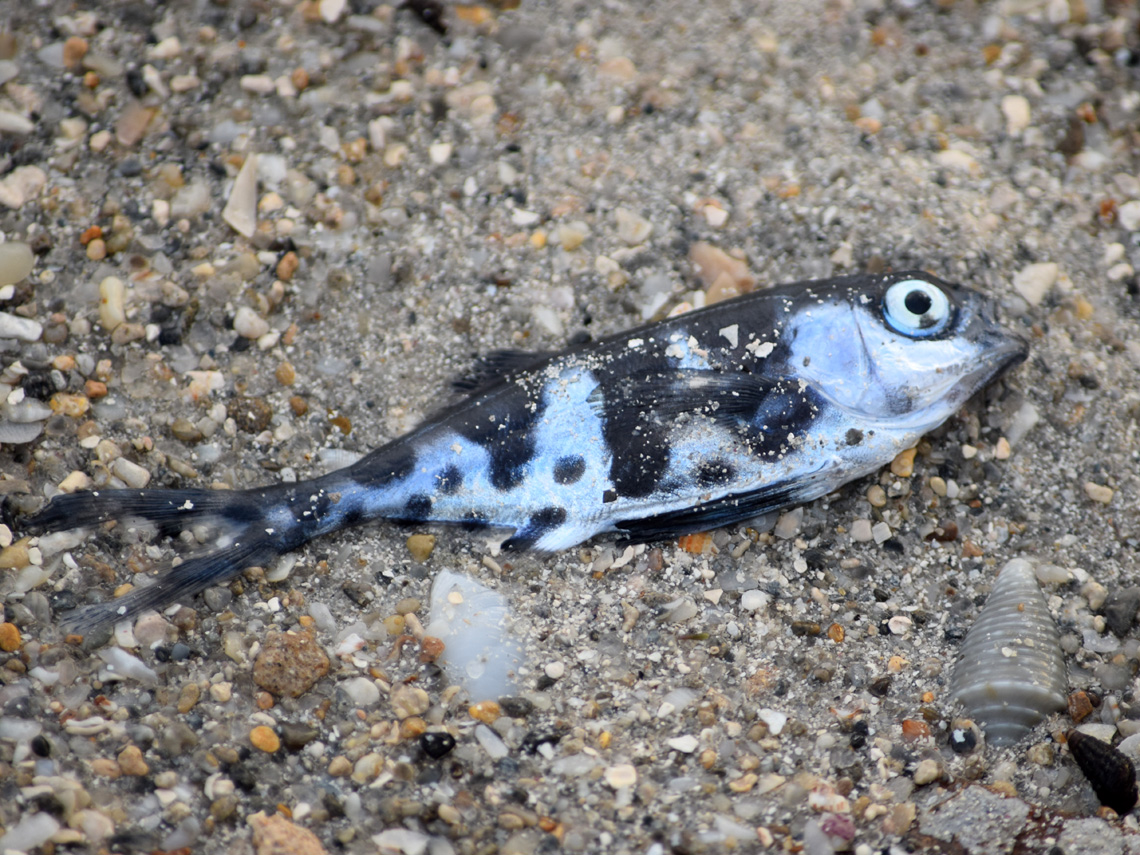 Man-of-War Fish