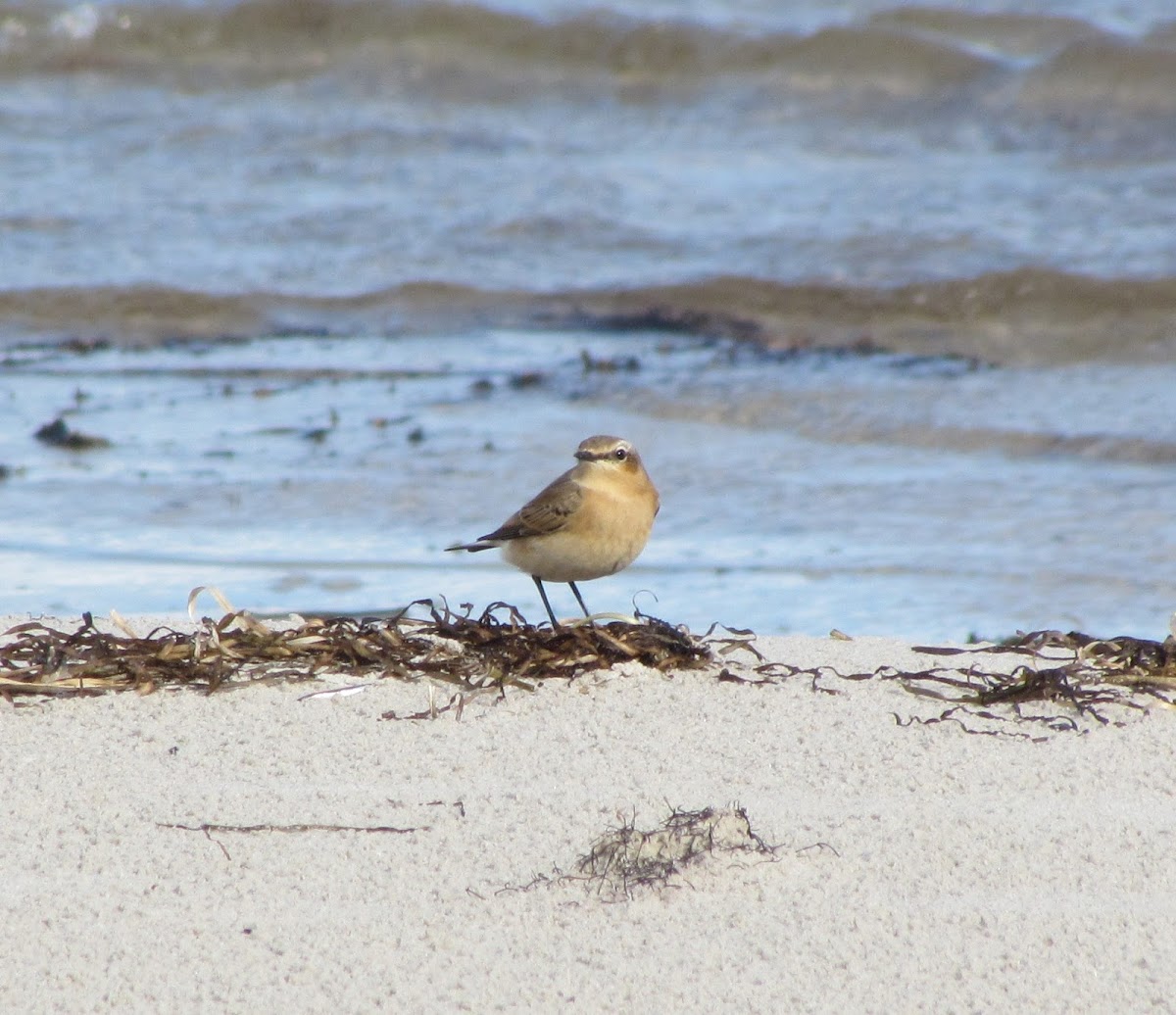 Northern wheatear