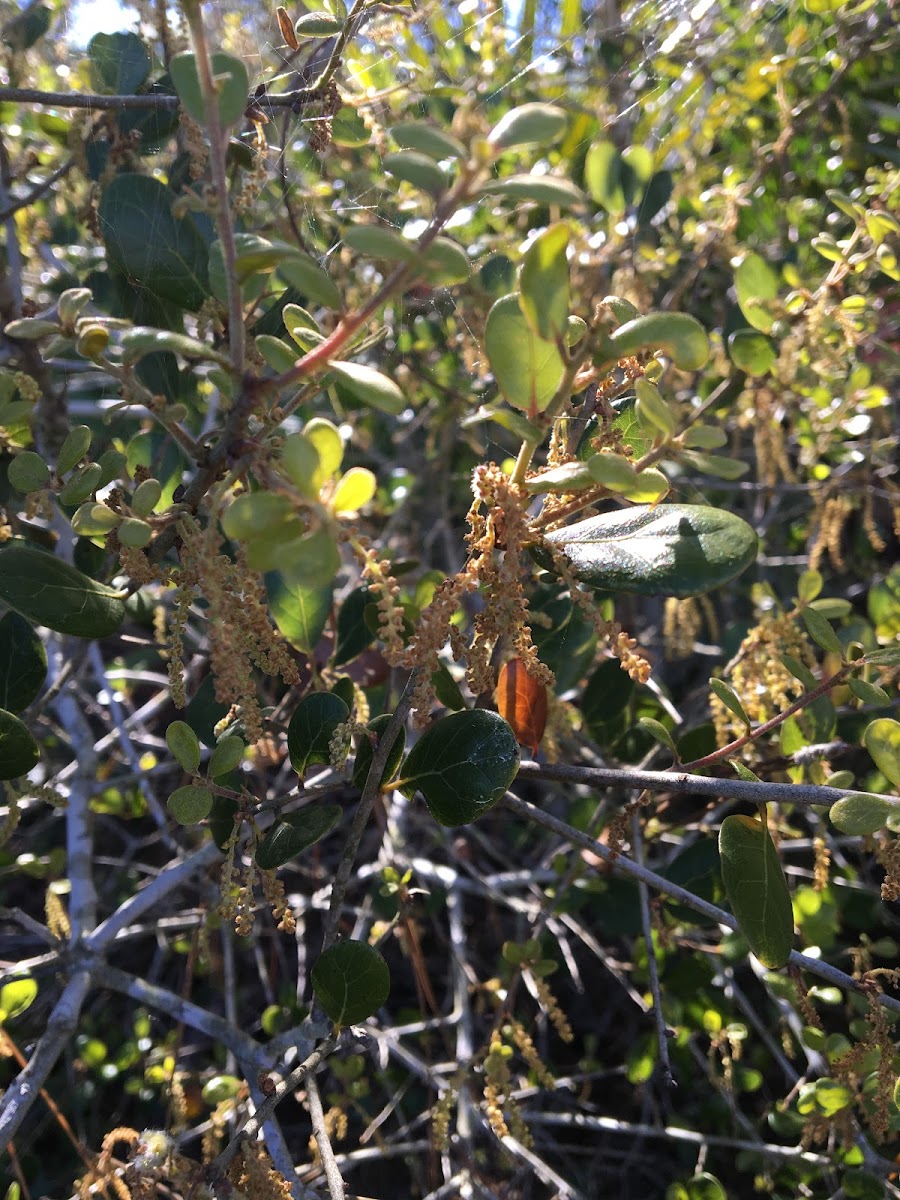 Myrtle Oak