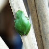 Pacific tree frog